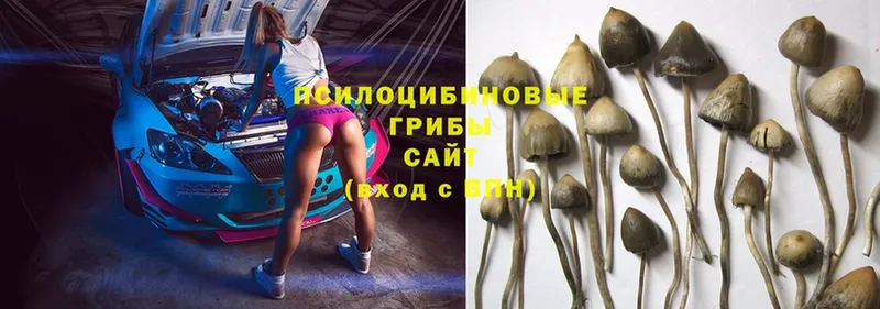 наркошоп  Старая Русса  Псилоцибиновые грибы MAGIC MUSHROOMS 